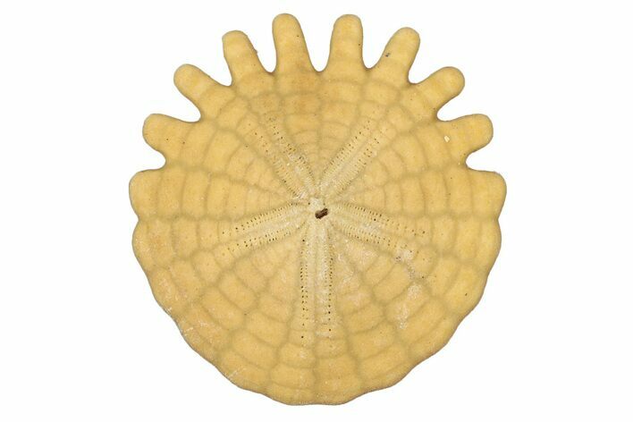Fossil Sand Dollar (Heliophora) - Boujdour Province, Morocco #347910
